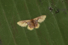 Idaea helleria