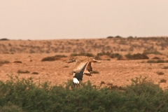 Chlamydotis undulata