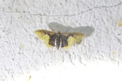Idaea helleria