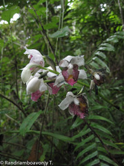 Calanthe pulchra image