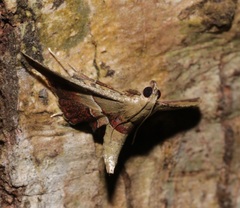 Endotricha repandalis