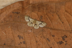Idaea muscifasciata