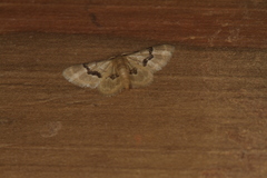 Idaea muscifasciata