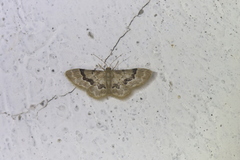 Idaea muscifasciata