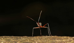 Leptomyrmex tibialis