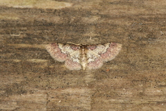 Idaea pervertipennis