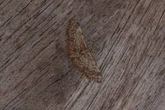 Idaea pervertipennis