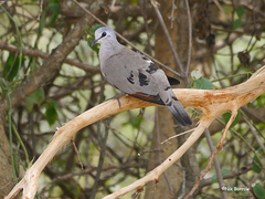 Turtur abyssinicus