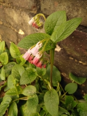 Symphytum × hidcotense