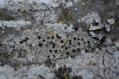 Lecanora pacifica
