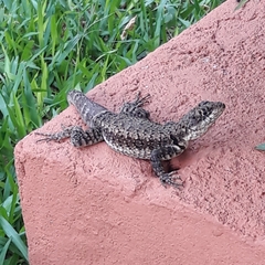 Tropidurus catalanensis