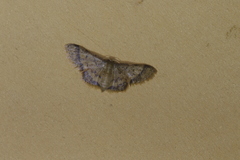 Idaea purpureovittata