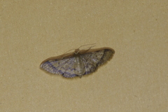 Idaea purpureovittata