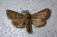 Apamea platinea