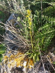 Ophrys lutea galilaea
