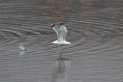Larus cachinnans