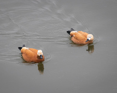 Tadorna ferruginea