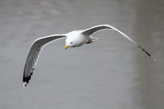 Larus cachinnans
