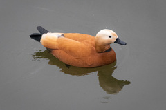 Tadorna ferruginea