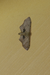 Idaea caudata