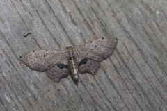 Idaea caudata