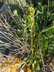 Ophrys lutea galilaea