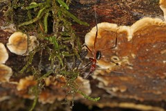Leptomyrmex tibialis