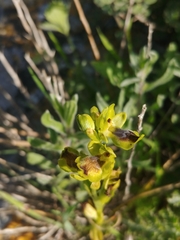 Ophrys lutea galilaea