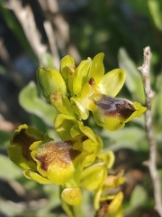 Ophrys lutea galilaea