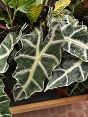 Alocasia longiloba