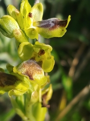 Ophrys lutea galilaea
