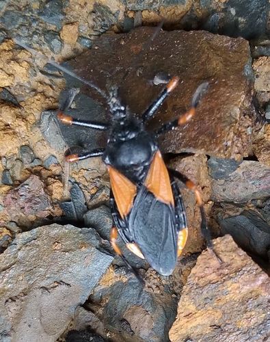 Apiomerus saileri