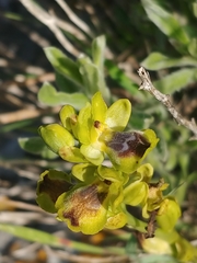 Ophrys lutea galilaea