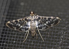 Rhimphalea sceletalis