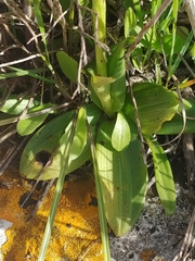 Ophrys lutea galilaea