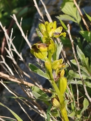 Ophrys lutea galilaea