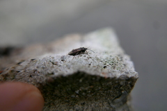 Eremocoris abietis
