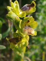 Ophrys lutea galilaea
