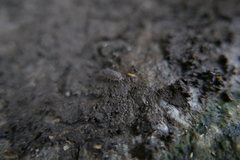 Oniscus asellus