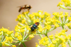 Chrysis