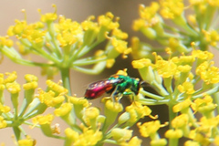 Chrysis