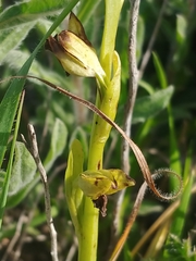 Ophrys lutea galilaea