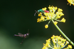 Chrysis