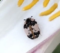 Anthrenus thoracicus