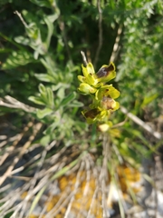 Ophrys lutea galilaea