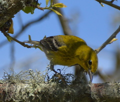 Setophaga pinus image
