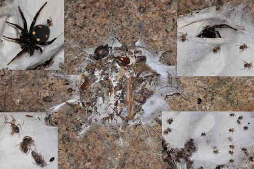 Five-spotted star-web spider, photo 6 of 10
