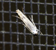 Thiotricha atractodes