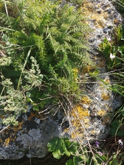 Ophrys lutea galilaea