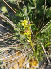 Ophrys lutea galilaea